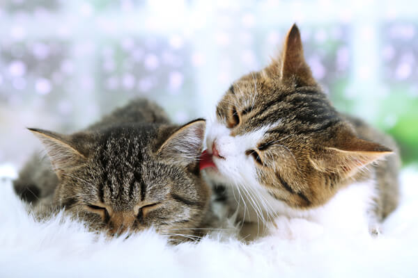 Two Cats Snuggling